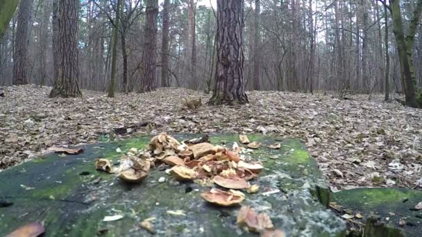 Gele en zwarte Tomtit is Landing op een tafel in een Forest met Cracked Nuts — Stockvideo