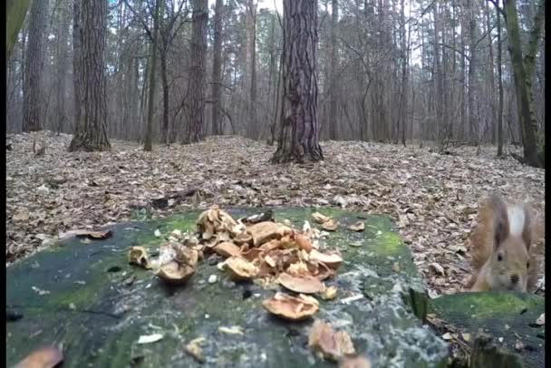 Esquilo engraçado sobe em uma mesa em uma zona de parque e cheira a nozes rachadas — Vídeo de Stock