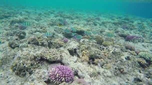 Школа з блакитний з з чорні лінії, що плавають над Coral Reef. — стокове відео