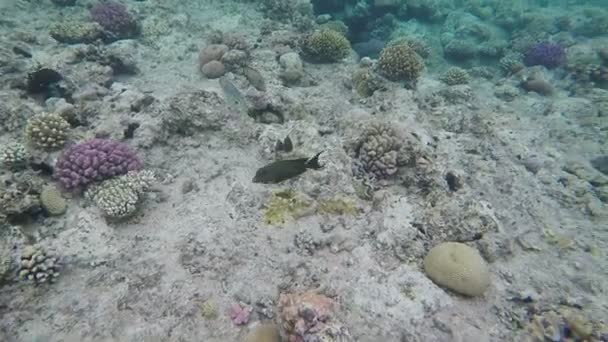Onaantrekkelijk Footage - sommige vissen onderwater drijvende onder de bodem van de zee. — Stockvideo