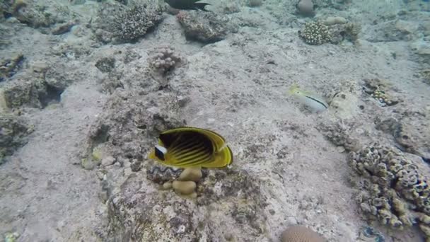 Beautiful Yellow Exotic Fish Close up Floating Under Coral Reef. — Stock Video