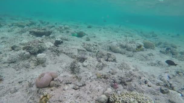 Filmación poco atractiva - Algunos peces flotando bajo el fondo del mar . — Vídeos de Stock