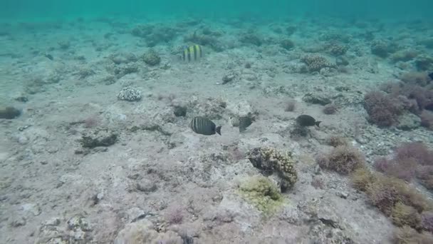 不美丽的画面-水下一些鱼漂浮在海底下. — 图库视频影像