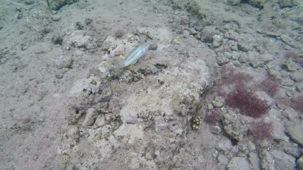 Pas de belles images - Certains poissons sous-marins flottant sous le fond de la mer . — Video