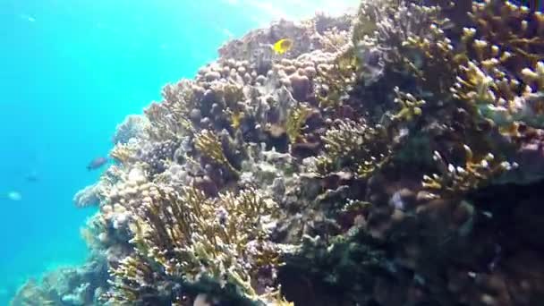 Interesante arrecife de coral bajo el agua con un montón de peces exóticos . — Vídeo de stock