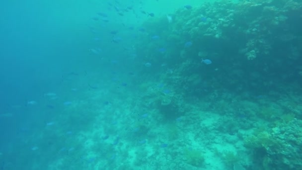 Escola de peixes subaquáticos no Mar Vermelho . — Vídeo de Stock