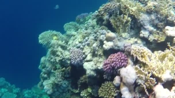 Barriera corallina colorata in acque blu del Mar Rosso in Egitto in una giornata di sole in primavera — Video Stock