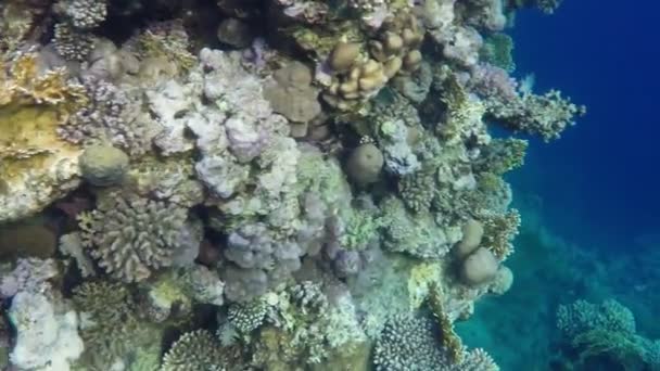 在蓝色的海水，在晴朗的一天在春天埃及红海的巨大礁 — 图库视频影像