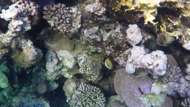 Arrecife vivo en aguas azules del Mar Rojo en Egipto en un día soleado en primavera — Vídeos de Stock