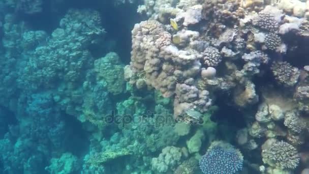 Arrecife de luz violeta en aguas azules del Mar Rojo en Egipto en un día soleado — Vídeos de Stock