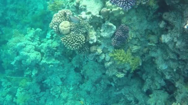 Echte Reef in een blauwe wateren van de rode zee in Egypte in een zonnige dag in het voorjaar — Stockvideo