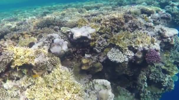 Hohes Riff im blauen Wasser des Roten Meeres in Ägypten an einem sonnigen Frühlingstag — Stockvideo