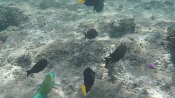 Belo recife de coral em câmera lenta no Mar Vermelho . — Vídeo de Stock