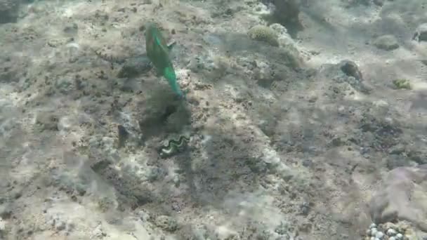 Hermoso arrecife de coral en cámara lenta en el Mar Rojo . — Vídeo de stock