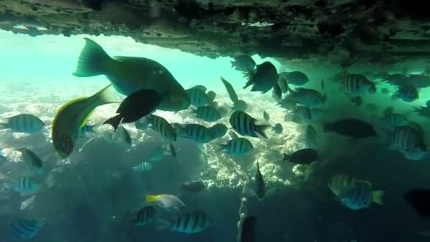 Peces bajo el puente de agua en el Mar Rojo en cámara lenta . — Vídeo de stock