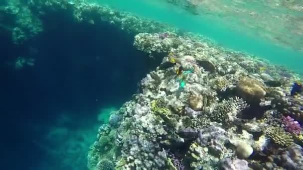 Surface de la mer de l'autre côté au ralenti avec récif corallien . — Video