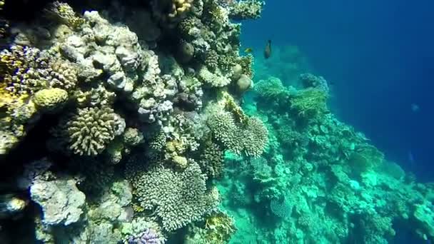 Mundo de peces bajo la superficie del agua - Arrecife de coral y peces en cámara lenta . — Vídeo de stock