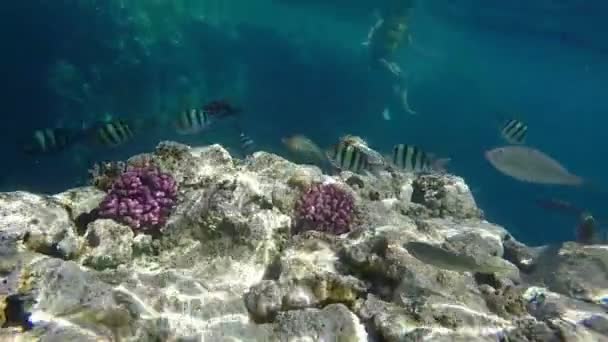 Mundo de peces bajo la superficie del agua - Arrecife de coral y peces en cámara lenta . — Vídeos de Stock