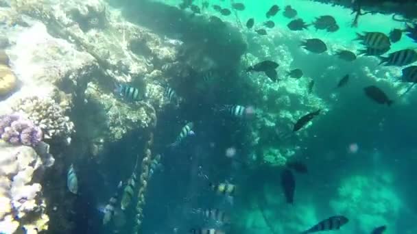 Le monde des poissons sous le pont de l'eau dans la mer Rouge . — Video