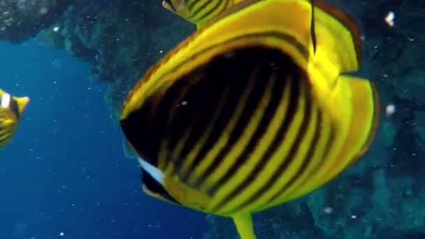 Mladý potápěč v Googlu ukazuje palec nahoru gesto mezi žlutou a černá ryba — Stock video