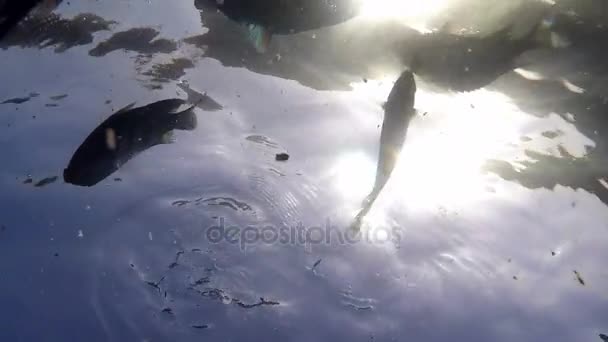 Shoal of Big Exotic Fish nada sobre un camarógrafo bajo los rayos del sol en Slo-Mo — Vídeo de stock