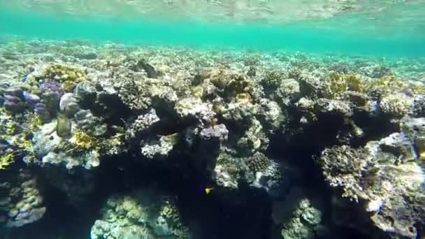 Поверхность моря на другой стороне в медленном движении с коралловым рифом . — стоковое видео