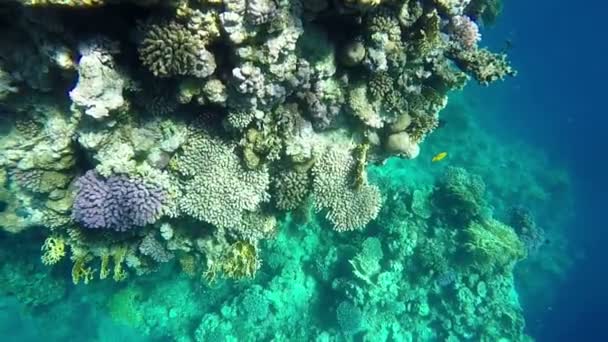 Hermoso arrecife de coral bajo la superficie del agua de mar . — Vídeo de stock