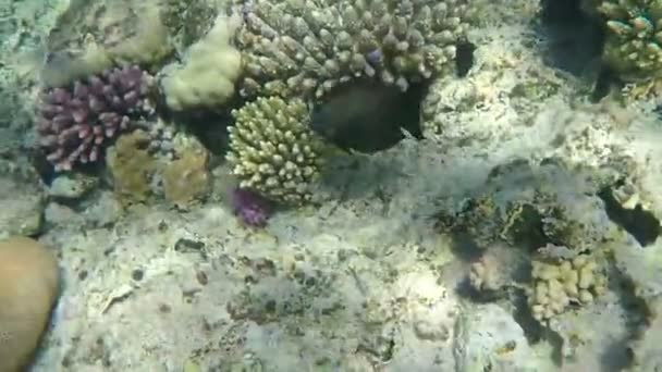 Onderkant van de rode zee met de zon stralen van oppervlak. — Stockvideo