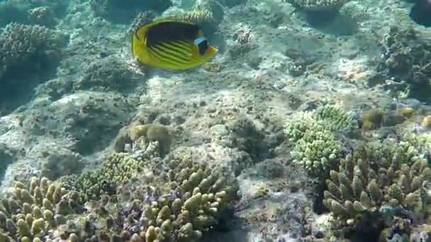 Kızıl Denizin dibindeki yüzey güneş ışınları ile yüzen güzel sarı balık — Stok video