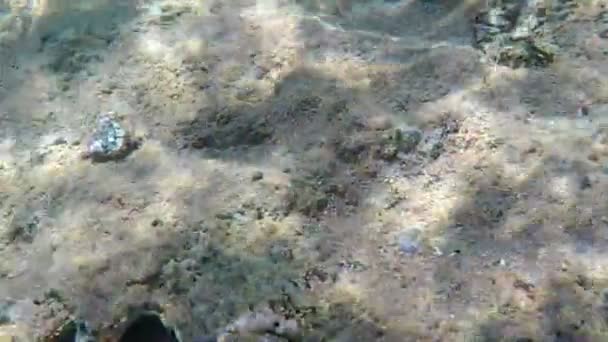 Dolní části Rudého moře s paprsky slunce povrchu. — Stock video