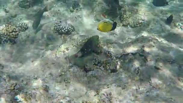 Fond de la mer Rouge avec des poissons exotiques qui flottent en temps réel . — Video