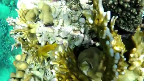 Coraux verts sur un récif enygmatique dans les eaux de la mer Rouge au printemps — Video