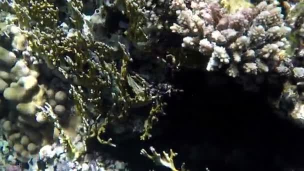 Lila korallok egy élő zátonyon-alá sugarait a napsütésben a Vörös-tengeren — Stock videók