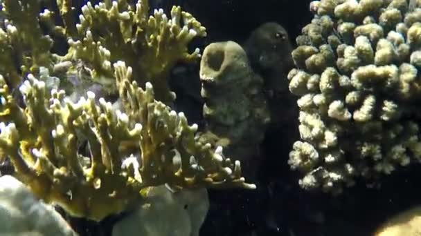 Arrecife misterioso con muchos corales violetas y verdes bajo los rayos de un sol primaveral — Vídeo de stock