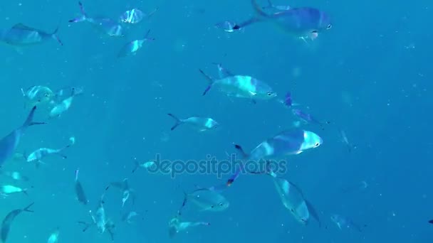 Schwärme von großen silbern aussehenden Fischen, die sich im türkisfarbenen Wasser des Roten Meeres drehen — Stockvideo