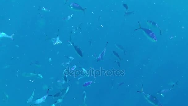 Shoals of the Silver Looking Fish Spinning en las aguas turquesas del Mar Rojo — Vídeos de Stock