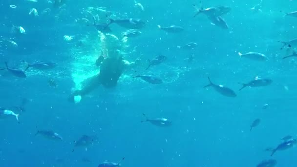 Young Woman in Bikini Swims Among Exotic Fish in the Red Sea in Slow Motion — Stock Video