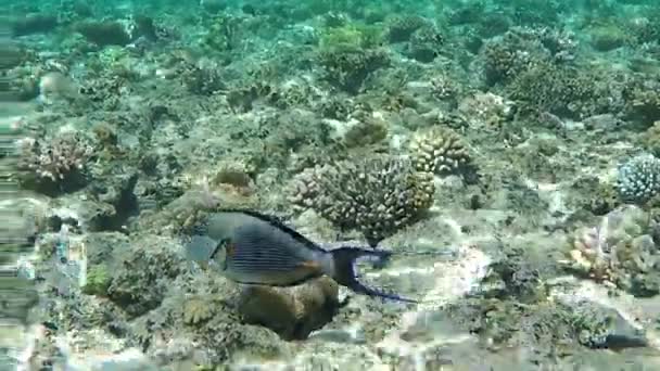 Acuario buscando peces con aletas amarillas está nadando sobre un arrecife en el Mar Rojo — Vídeo de stock