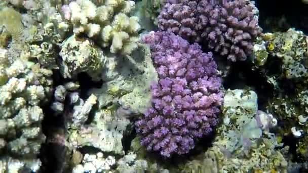 Coraux verts et violets sur un magnifique récif dans les eaux turquoises de la mer Rouge — Video