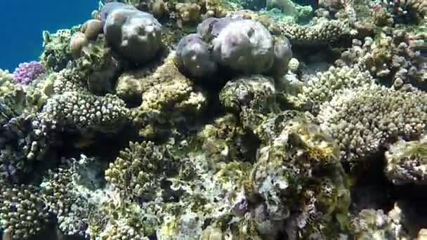 Águas azuis ensolaradas sobre um recife fascinante no Mar Vermelho na primavera — Vídeo de Stock