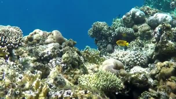 Hög revet med gul fisk i en blå vattnet i Röda havet i Egypten under våren — Stockvideo