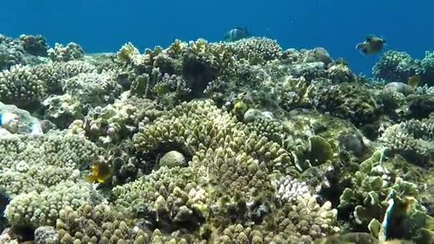 Glitzerndes blaues Wasser über einem Riff im roten Meer im Frühling — Stockvideo