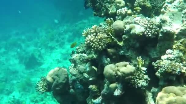 Small Exotic Fish, Spinning Over the Corals on a High Reef in Sparkling Waters — Stok Video