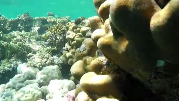 Recife enigmático em águas azuis do Mar Vermelho no Egito em um dia ensolarado na primavera — Vídeo de Stock