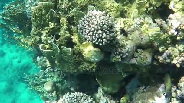 Shoals of Small Orange Fish Swimming Over the Corals of a High Reef in a Sunny Day — Stock Video