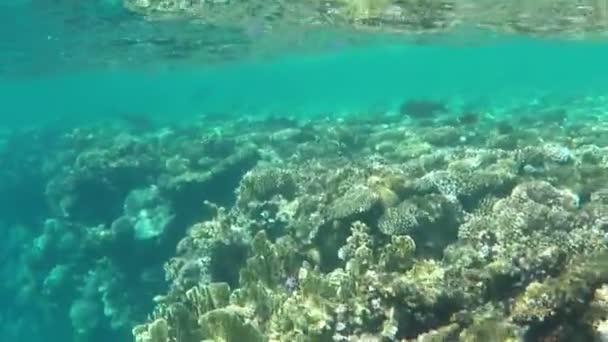 Faixa estreita de águas turquesa entre um recife e superfície do mar em um dia ensolarado — Vídeo de Stock