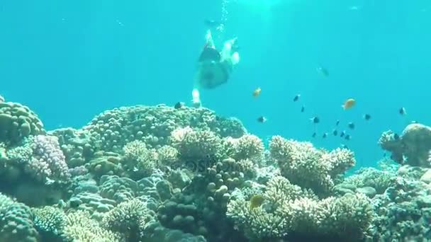 Mladá dívka šnorchlování přes krásný korálový útes. — Stock video