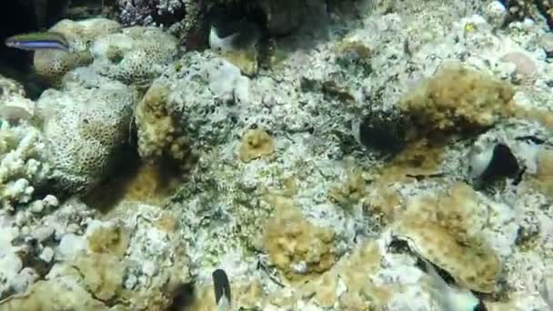Peces pequeños en el hermoso arrecife de coral flotando . — Vídeo de stock