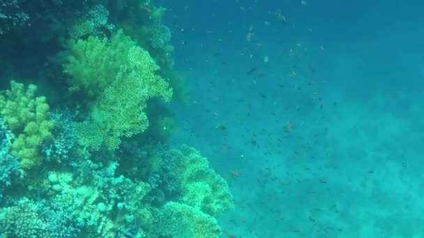 Recife de Coral no Mar com um monte de peixes sob ele . — Vídeo de Stock