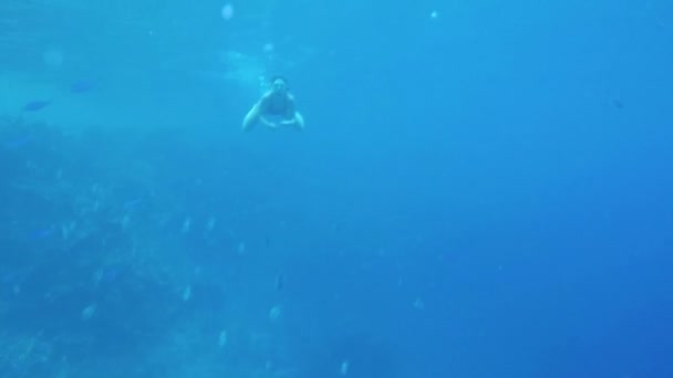 Söt flicka dyk Under vattnet och simmar med fenor i bakgrunden av fisk — Stockvideo